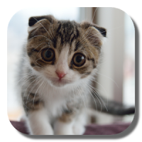 Scottish Fold Cat LWP