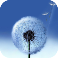 Dandelion Live Wallpaper