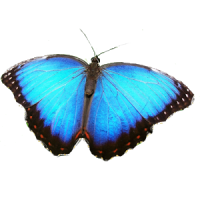 Butterfly Icon Theme