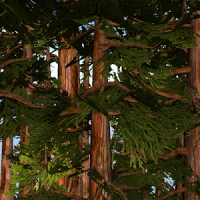 Redwoods 3D Live Wallpaper