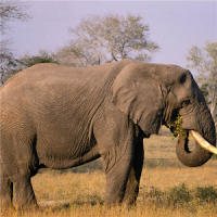 Elephant Jigsaw Puzzle