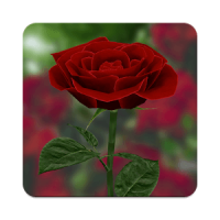 3D Rose Live Wallpaper