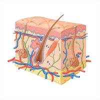 Prescrições em Dermatologia