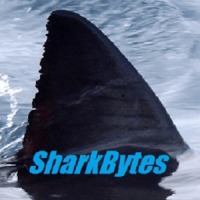 Shark Bytes