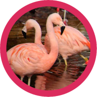 Beautiful Flamingo WP