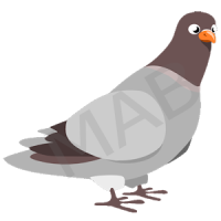 Pigeon Bird