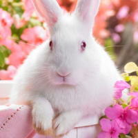 easter bunny live wallpapers