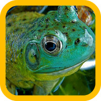 Big Frogs wallpaper