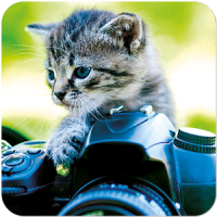 かわいい猫の写真画像
