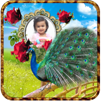 Peacock Photo Frames