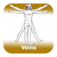Anatomie - Veines