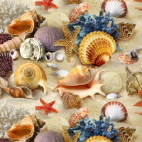 Seashell Wallpapers