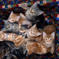 HD Cats Puzzle