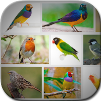 Bird Art Frames