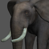 Elephant Pose Tool 3D