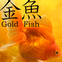 Gold Fish 3D free LWP