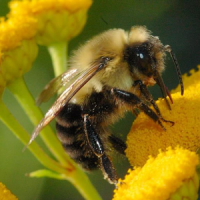 Пчела Игра Пазл