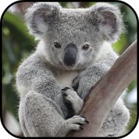 Koala Wallpapers