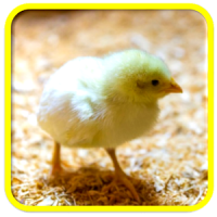 Chick Sonneries