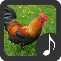 Rooster Sounds