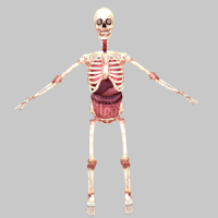 Birikis Skeleton
