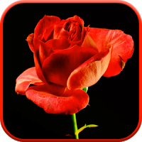Blooming Rose 3D Video Theme