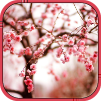 Kirschblüten Live Wallpaper