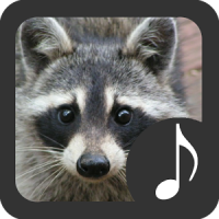 Raccoon Sounds