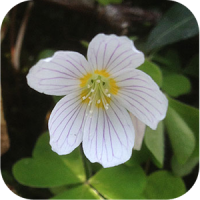 Flowers of Britain