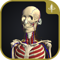 3D motion anatomy teamLabBody