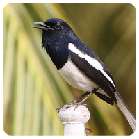 Birdsounds Magpie Robin