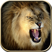 Wild Lion Hunt 2016