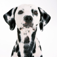 Dalmatian Dogs Wallpapers