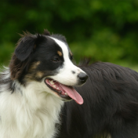 Australian Shepherd Dogs Theme