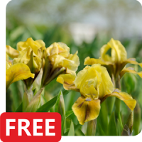 Iris Flowers Live Wallpaper FREE