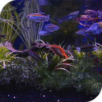 Aquarium Live Wallpaper