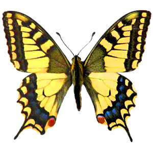 Atlas of Czech Butterflies