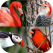 Bird World - Quiz
about Famous Birds of
the Earth