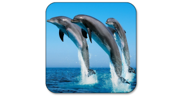 イルカライブ壁紙 による無料ダウンロード Dolphinlivewallpapernn