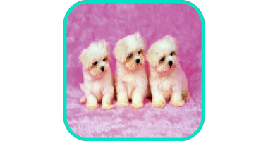 子犬犬の壁紙 による無料ダウンロード App3dwallpaperhd Puppydogwallpaper